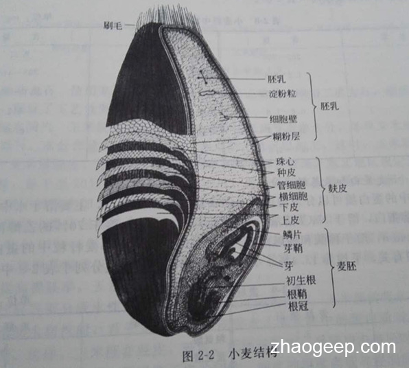 液压榨油机二次压榨小麦胚制油工艺