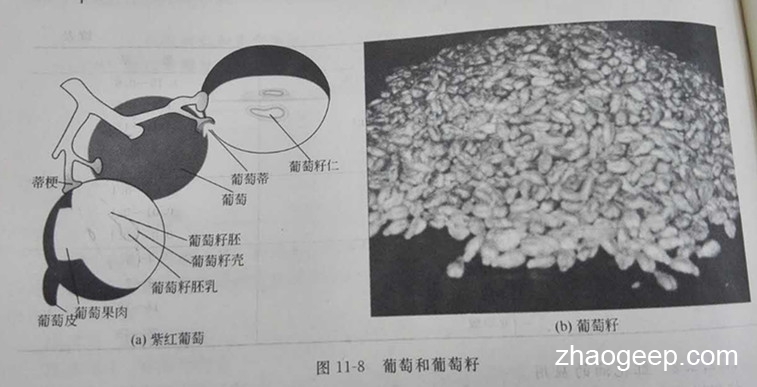 兆格环保液压榨油机制取葡萄籽油工艺