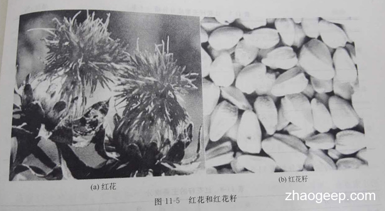 兆格环保液压榨油机制取红花籽油工艺