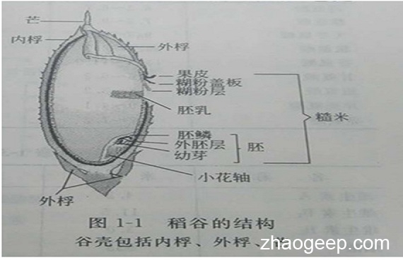 兆格分享：液压榨油机压榨米糠制油工艺