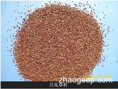 兆格分享：液压榨油机制取月见草油工艺